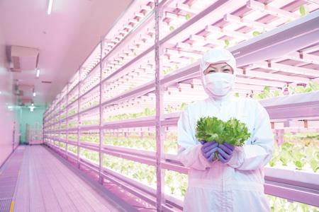 FIG. 6. The Innovatus farm located in the Fuji area of Japan produces 12,000 heads of lettuce each day. FIG. 6. The Innovatus farm located in the Fuji area of Japan produces 12,000 heads of lettuce each day.