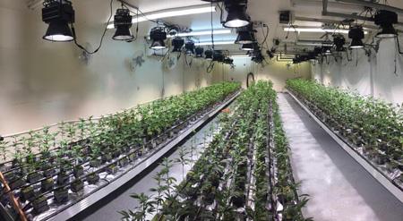 FIG. 2. Spectrum King LED luminaires use predominantly white LEDs and are regularly sold into legalized medicinal or recreational cannabis growing operations indoors. FIG. 2. Spectrum King LED luminaires use predominantly white LEDs and are regularly sold into legalized medicinal or recreational cannabis growing operations indoors.