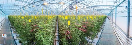 FIG. 7. A French tomato farm uses Philips fixtures for interlighting between rows of plants to deliver needed spectral energy to the lower foliage of each plant. FIG. 7. A French tomato farm uses Philips fixtures for interlighting between rows of plants to deliver needed spectral energy to the lower foliage of each plant.