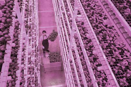 FIG. 1. Green Sense Farms grows micro greens, lettuces, baby greens such as kale and watercress, and herbs in a Chicago-area vertical farm that can deliver the fresh produce to buyers on the day of harvest. FIG. 1. Green Sense Farms grows micro greens, lettuces, baby greens such as kale and watercress, and herbs in a Chicago-area vertical farm that can deliver the fresh produce to buyers on the day of harvest.