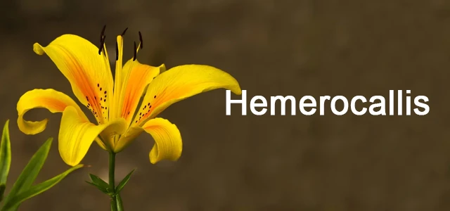 Hemerocallis Hemerocallis